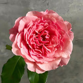 Lanterne Citrouille Rose