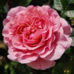 Lanterne Citrouille Rose