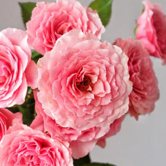 Lanterne Citrouille Rose