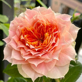Lanterne Citrouille Rose