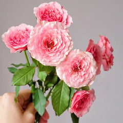 Lanterne Citrouille Rose