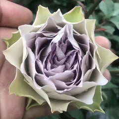 Lapis Veil Rose