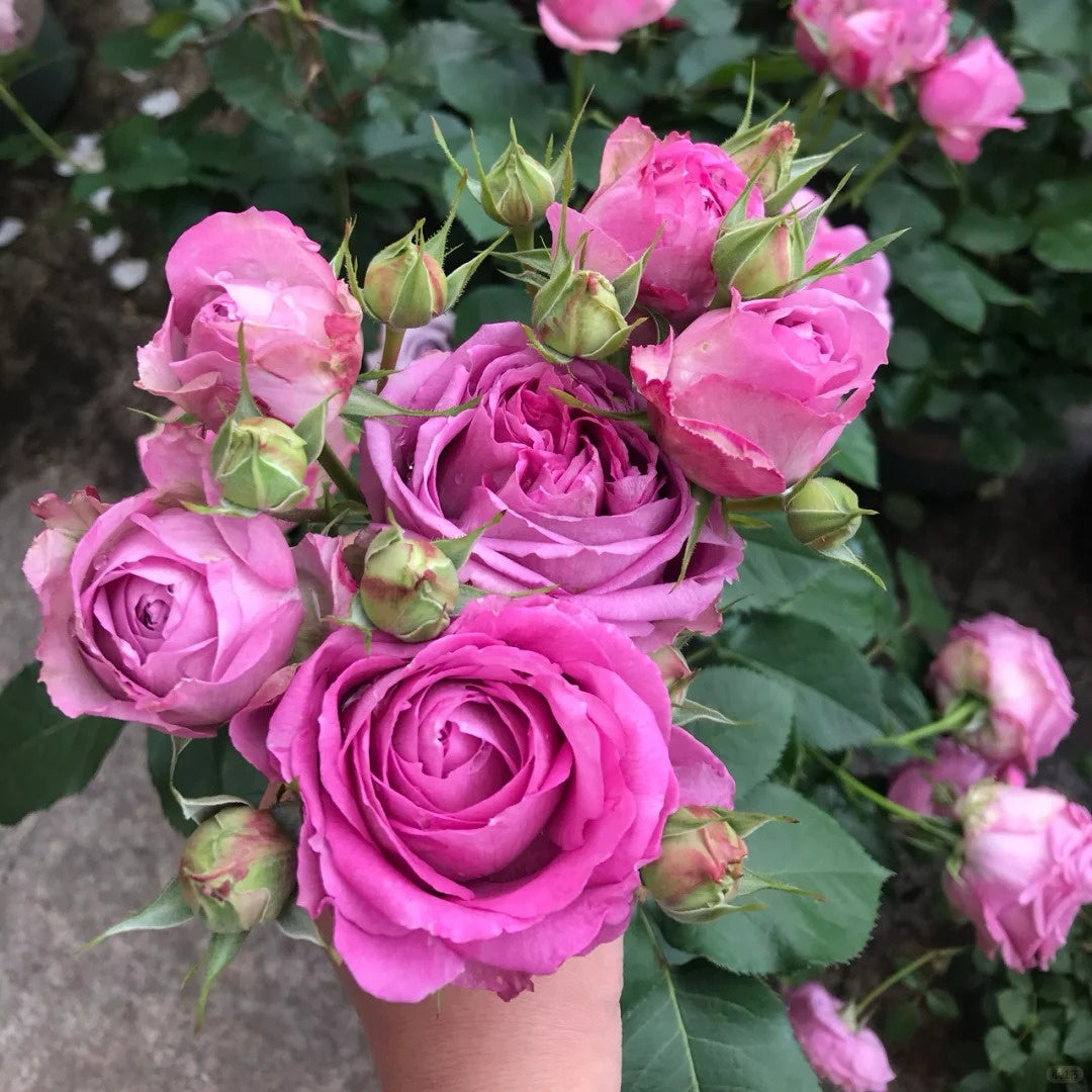 Lavender Lace rose