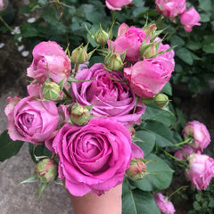 Lavender Lace rose