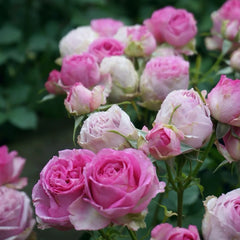 Lavender Lace rose