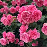 Leonardo da Vinci Rose