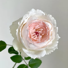 Light Makeup Rose