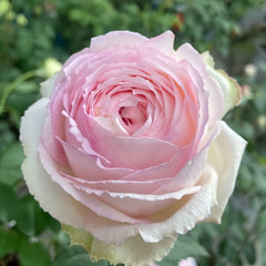 Light Makeup Rose
