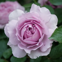 Lilas Rose