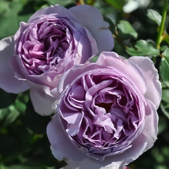 Lilas Rose