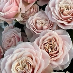 Love fountain Rose