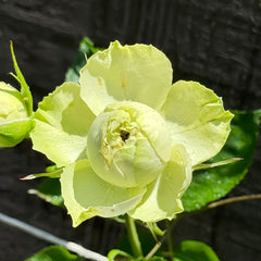 Lovely Green Rose