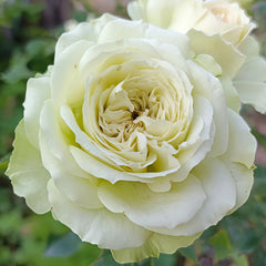 Lovely Green Rose