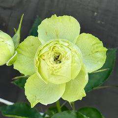 Lovely Green Rose