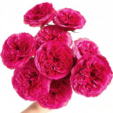 Lovely Raspberry Rose