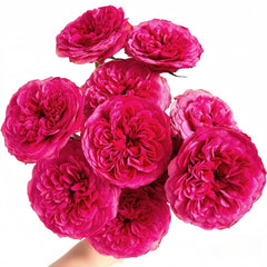 Lovely Raspberry Rose