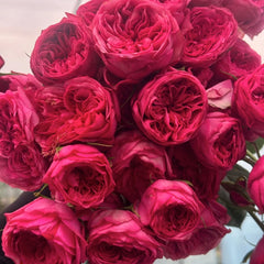 Lovely Raspberry Rose