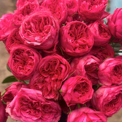 Lovely Raspberry Rose