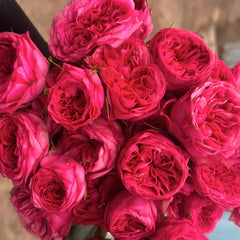 Lovely Raspberry Rose