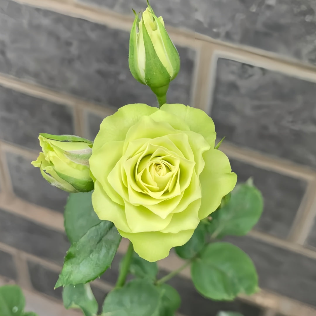 Lovely green Rose