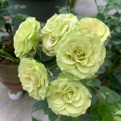 Lovely green Rose