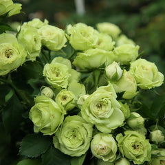 Lovely green Rose