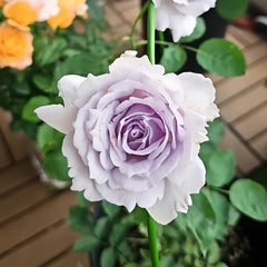 Lucifer Rose