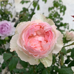 M-perzik Rose