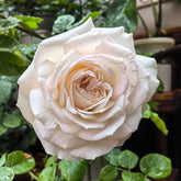 Madame Anisette Rose