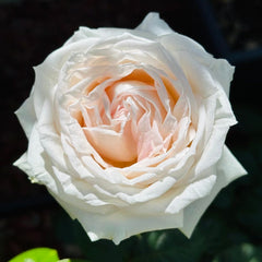 Madame Anisette Rose