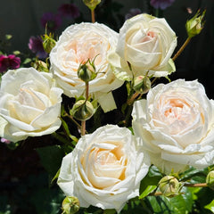 Madame Anisette Rose