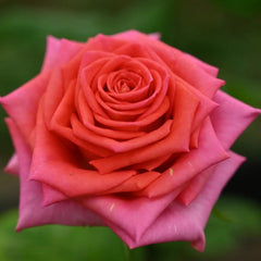 Madam rose