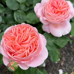 Sweet mademoiselle rose|France Shrub Rose|1 Gallon Plant