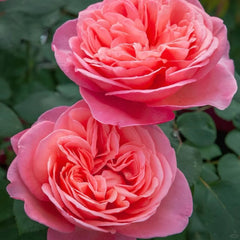 Sweet mademoiselle rose|France Shrub Rose|1 Gallon Plant