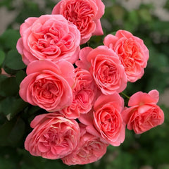 Sweet mademoiselle rose|France Shrub Rose|1 Gallon Plant
