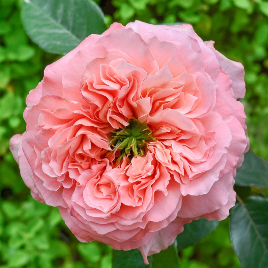 Mandarin X-Pression Rose-柑橘爆炸｜Netherlands Cut Roses