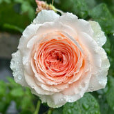Märchenzauber Rose