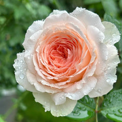 Märchenzauber Rose