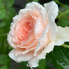 Märchenzauber Rose
