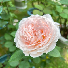 Märchenzauber Rose