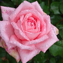 Marlis Rose