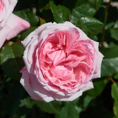 Marlis Rose
