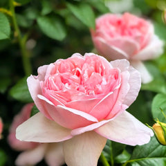 Mauritia rose