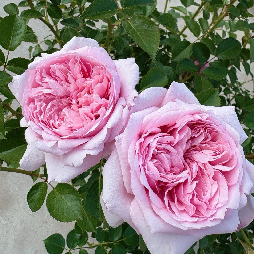 Mauritia rose