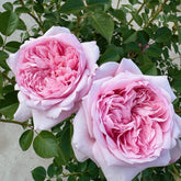 Mauritia rose