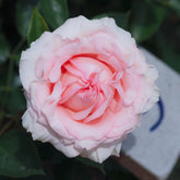 Maxima romantica Rose
