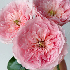 Mayfield Rose