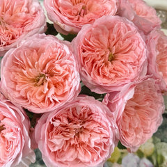Mayfield Rose
