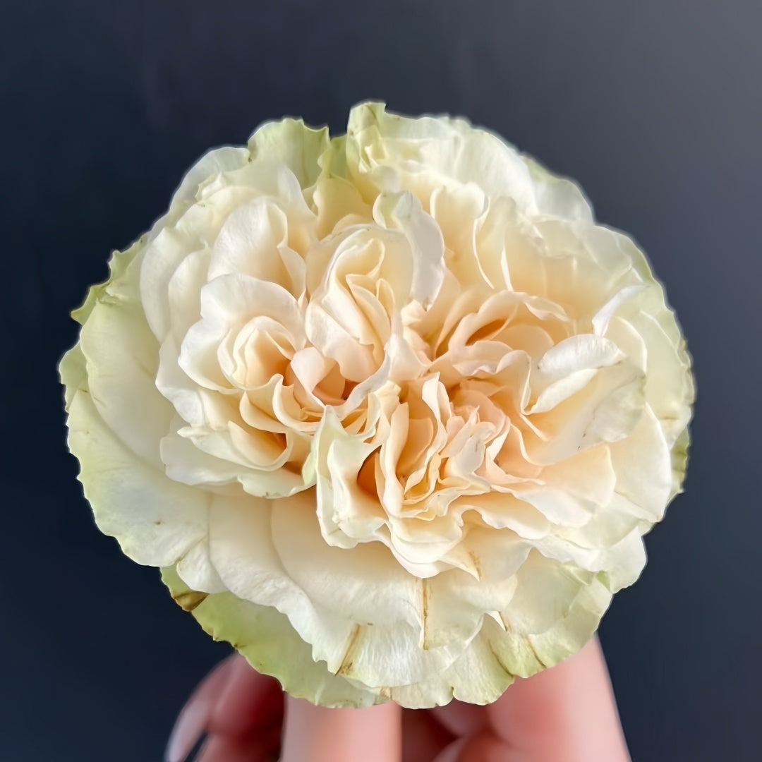 Mayra's Green Rose