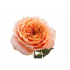 Mayra's Rose Peach Rose